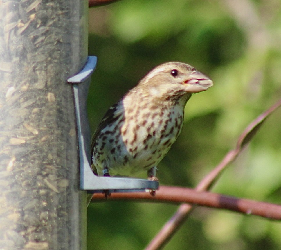 Purple Finch (Eastern) - ML620599889