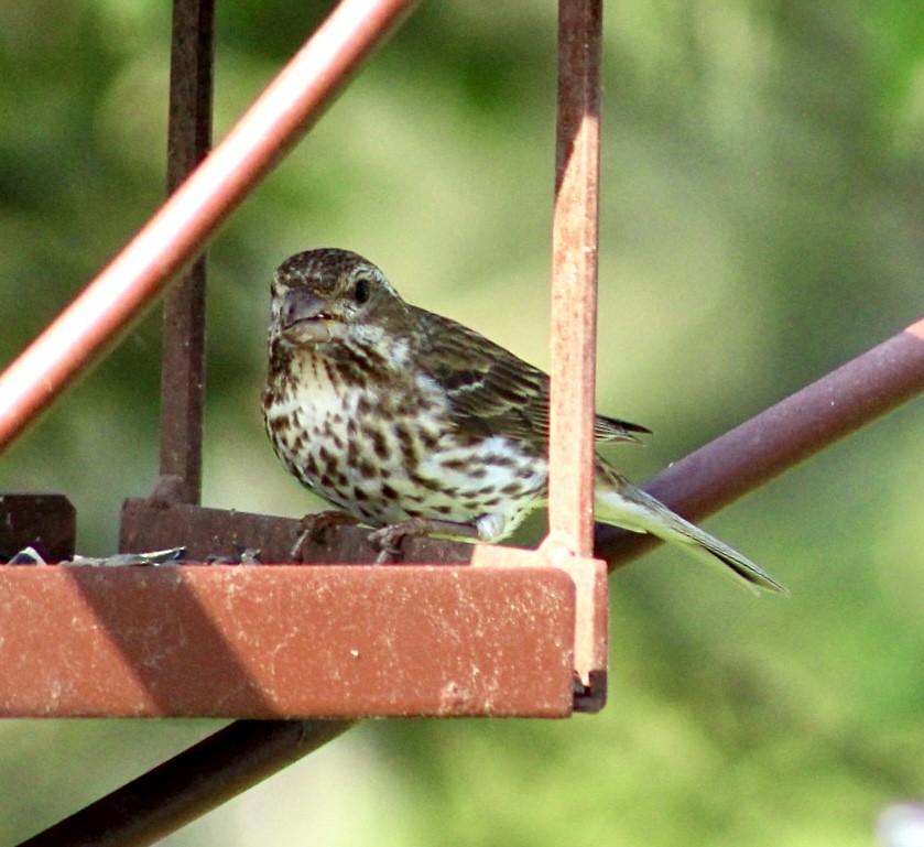 Purple Finch (Eastern) - ML620599892