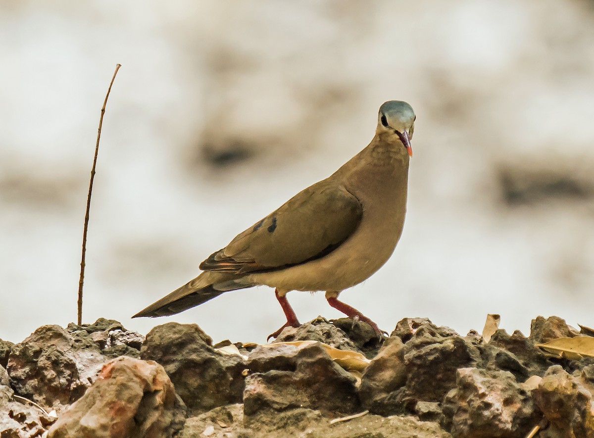 Blue-spotted Wood-Dove - ML620599907
