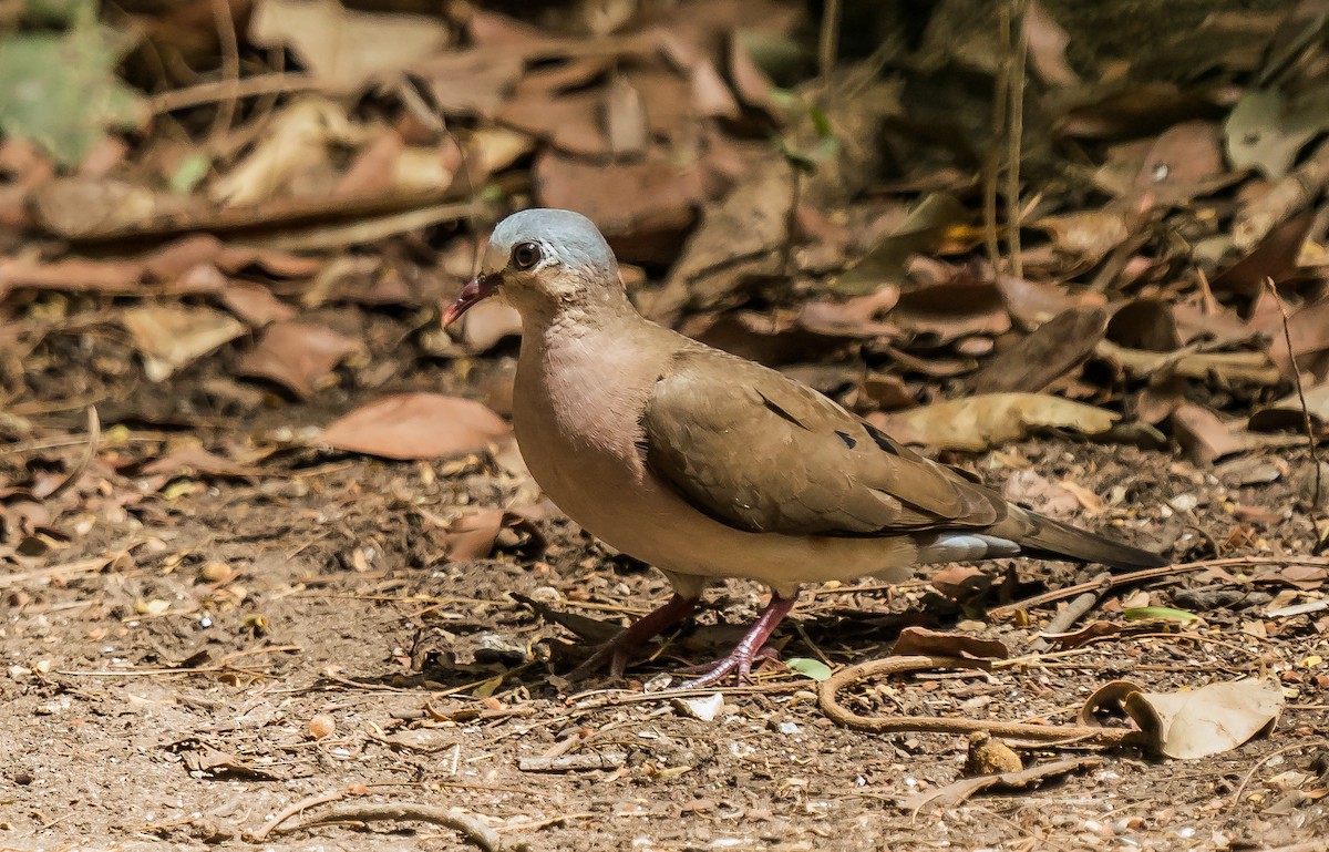 Blue-spotted Wood-Dove - ML620599908