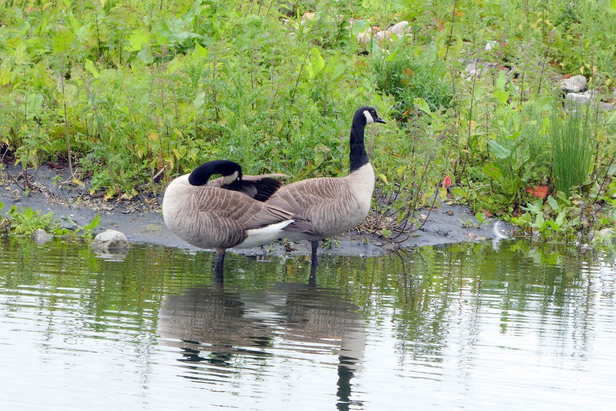 Canada Goose - ML620599914