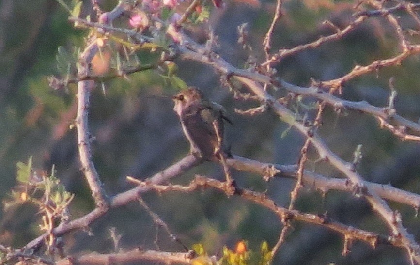 Costa's Hummingbird - ML620599915