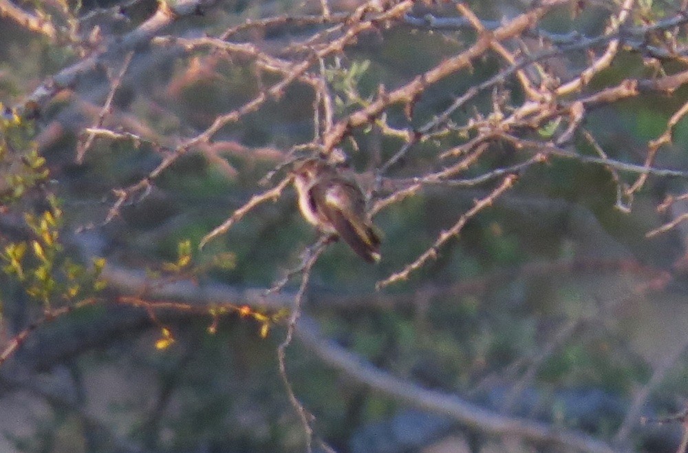 Costa's Hummingbird - ML620599916