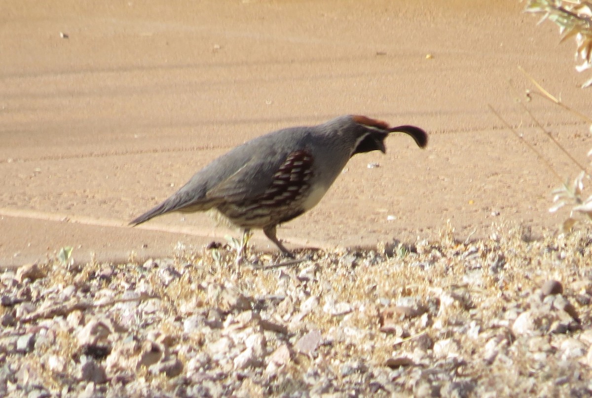 Gambel's Quail - ML620599918