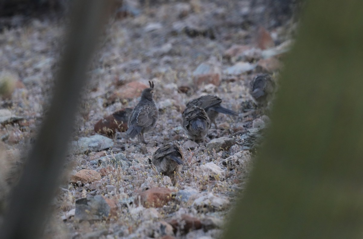 Gambel's Quail - ML620599921