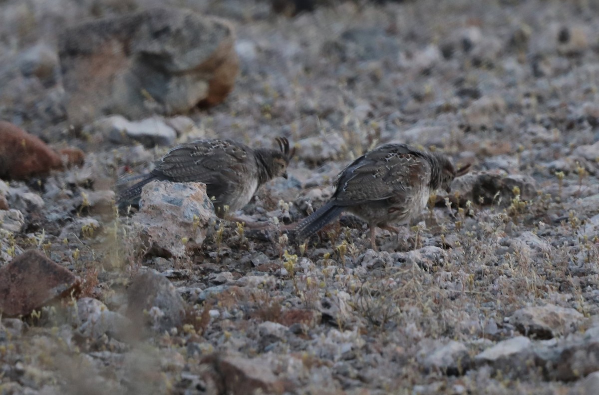 Gambel's Quail - ML620599922