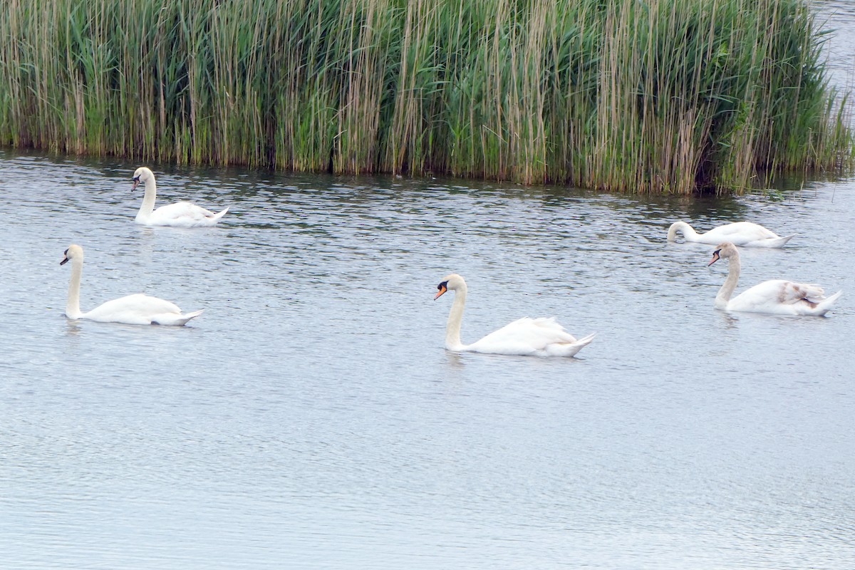 Mute Swan - ML620599930