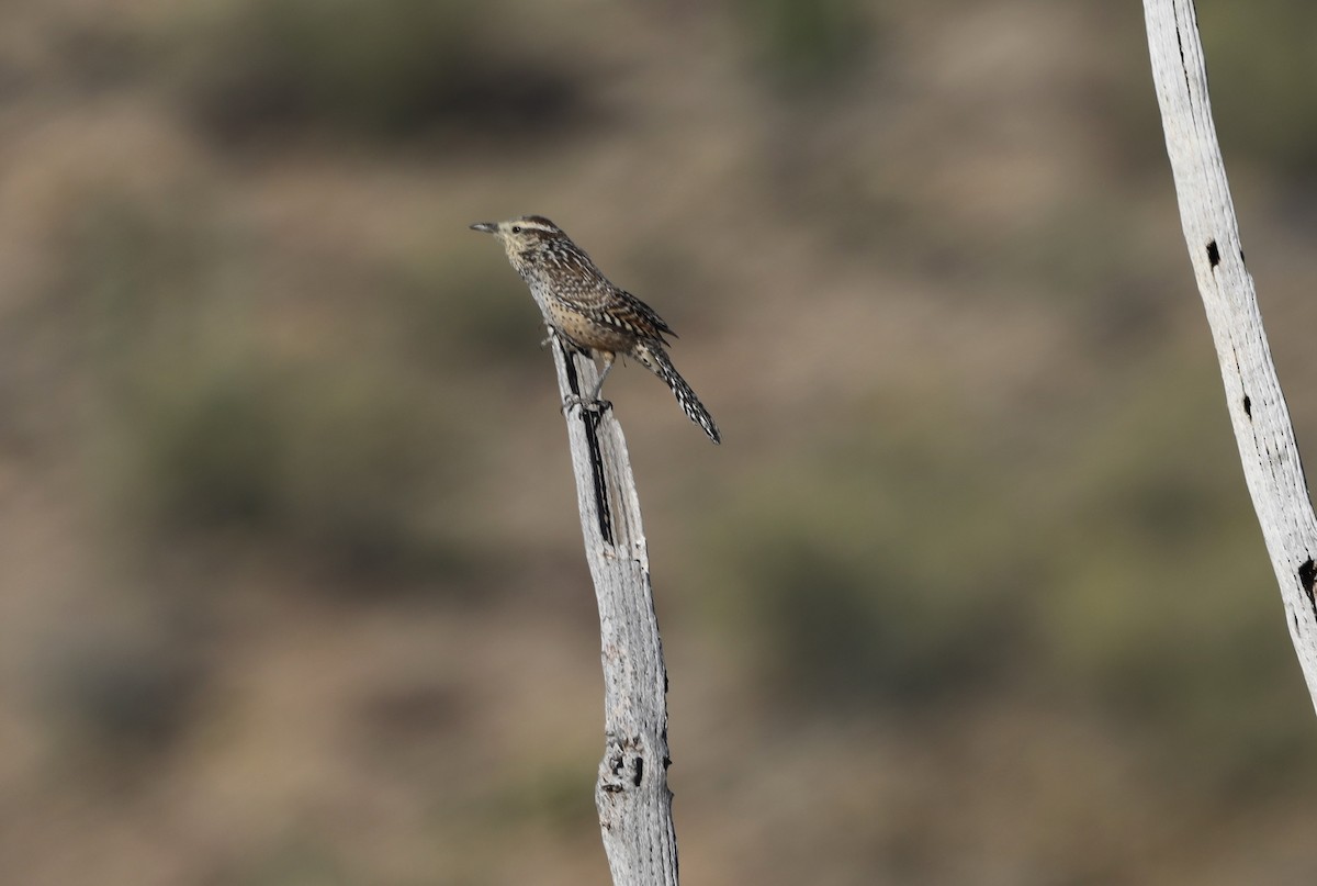 Cactus Wren - ML620599932