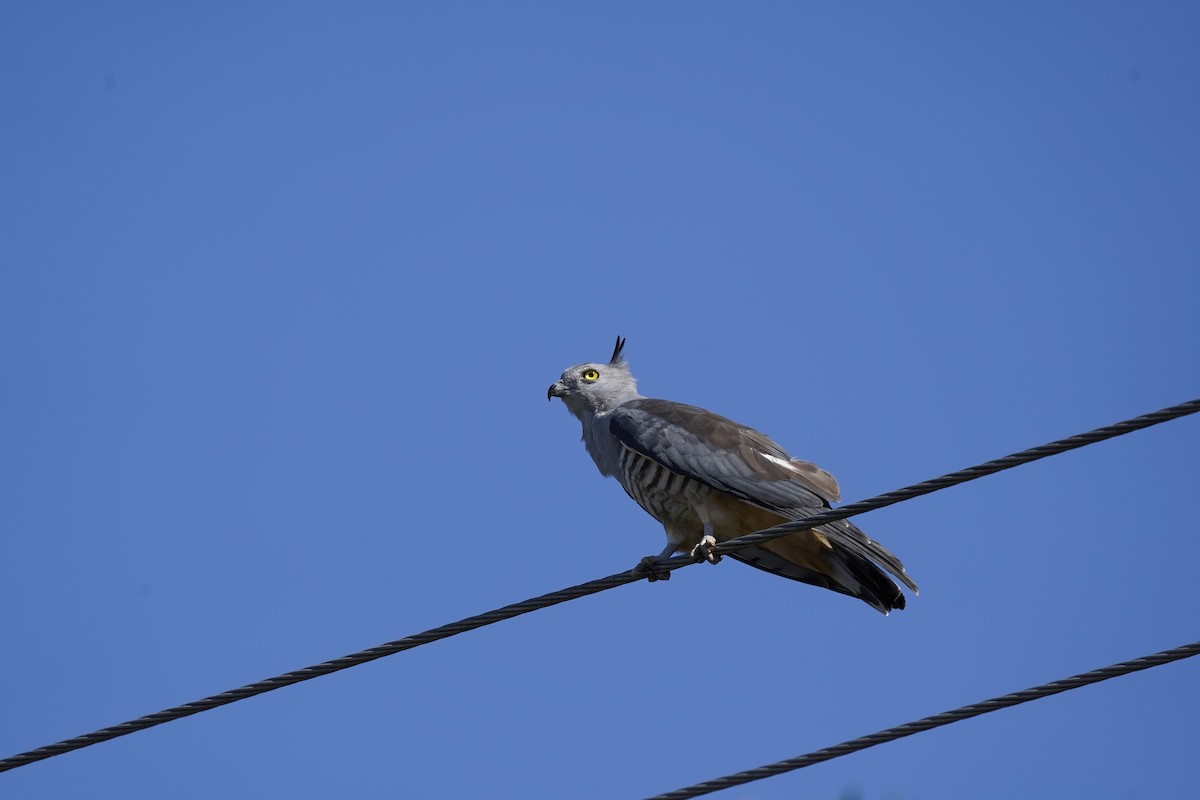 Pacific Baza - Joshua Moody