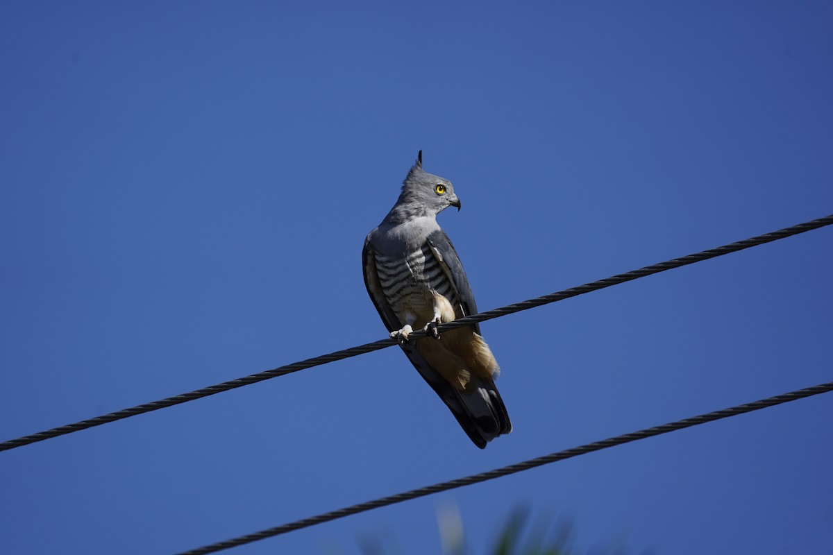 Pacific Baza - ML620599935