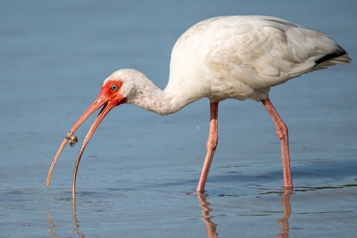 White Ibis - ML620599937