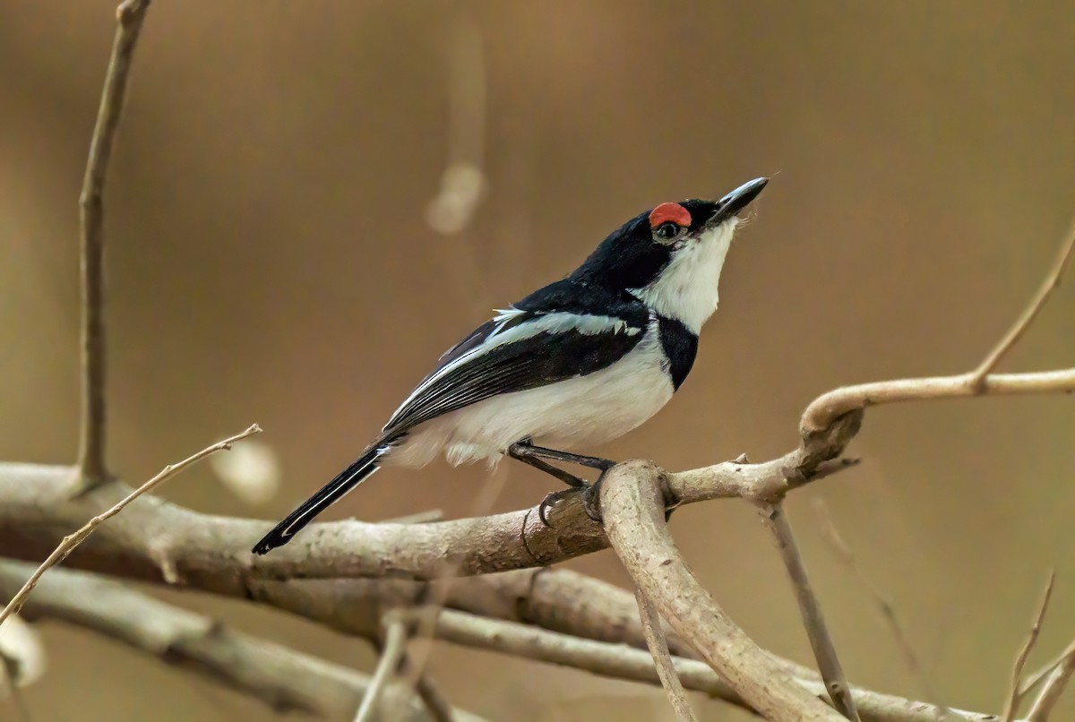 Brown-throated Wattle-eye - Russell Scott