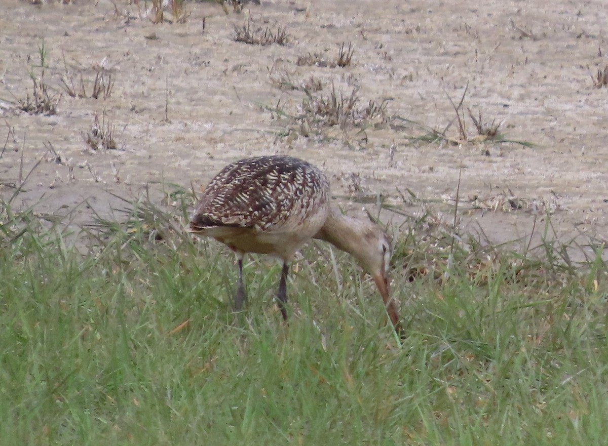 Marbled Godwit - ML620599944