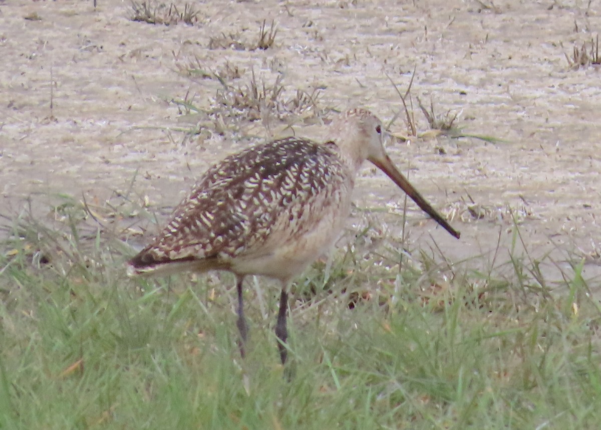 Marbled Godwit - ML620599945