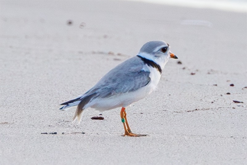 Piping Plover - ML620599947