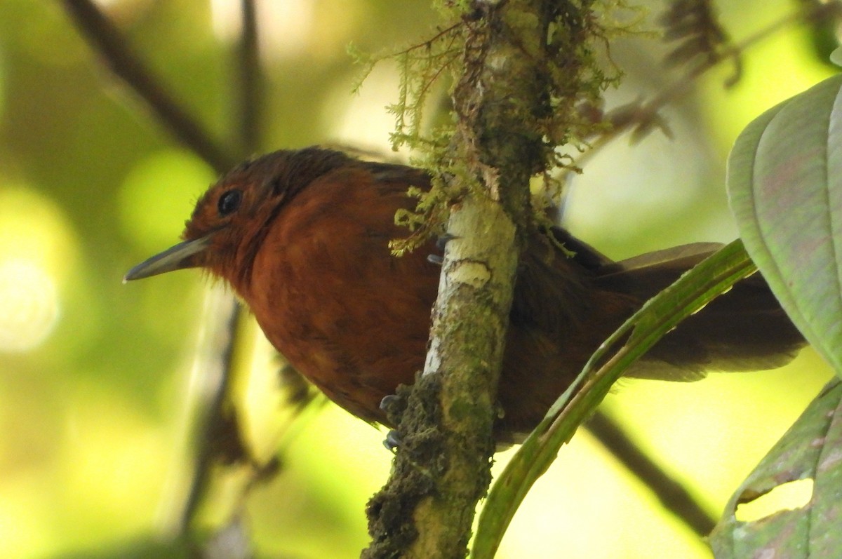 Blackish Antbird - ML620599948