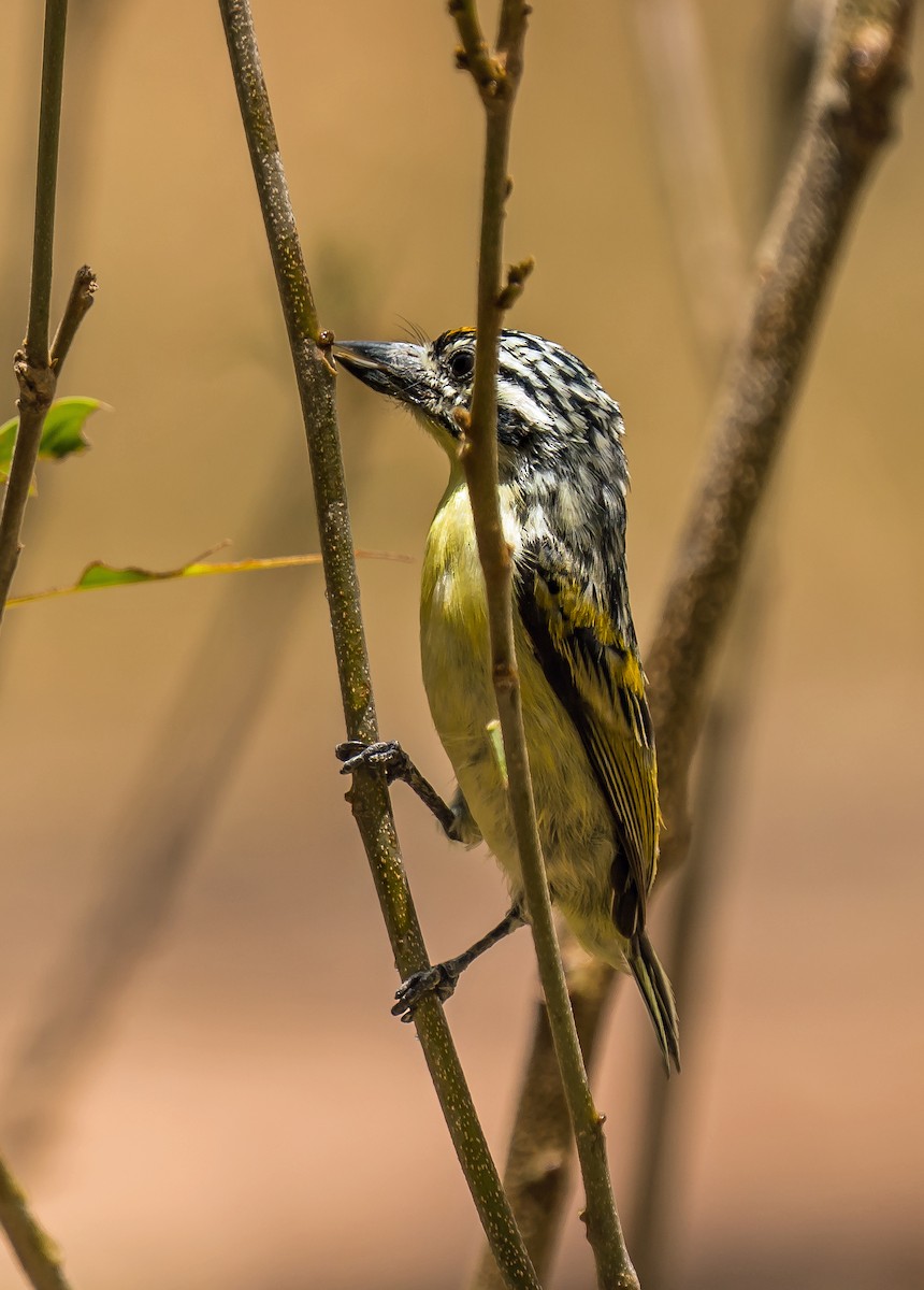 Yellow-fronted Tinkerbird - ML620599955