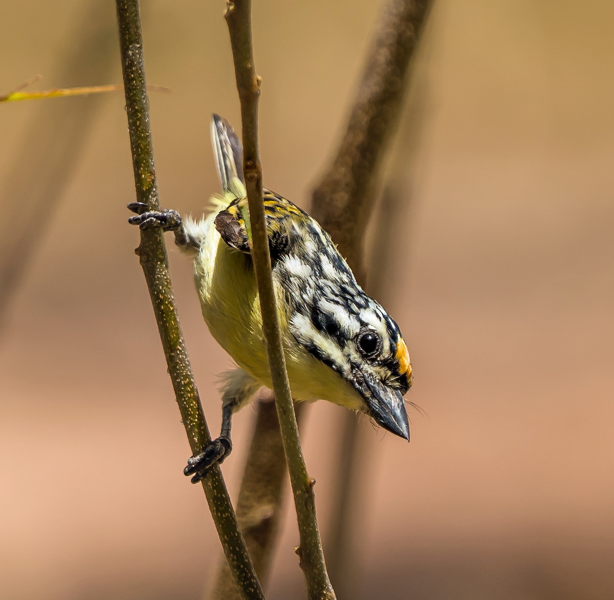 Yellow-fronted Tinkerbird - ML620599956