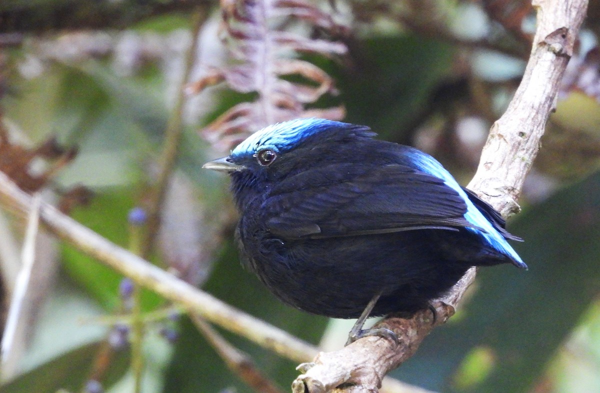 Cerulean-capped Manakin - ML620599957