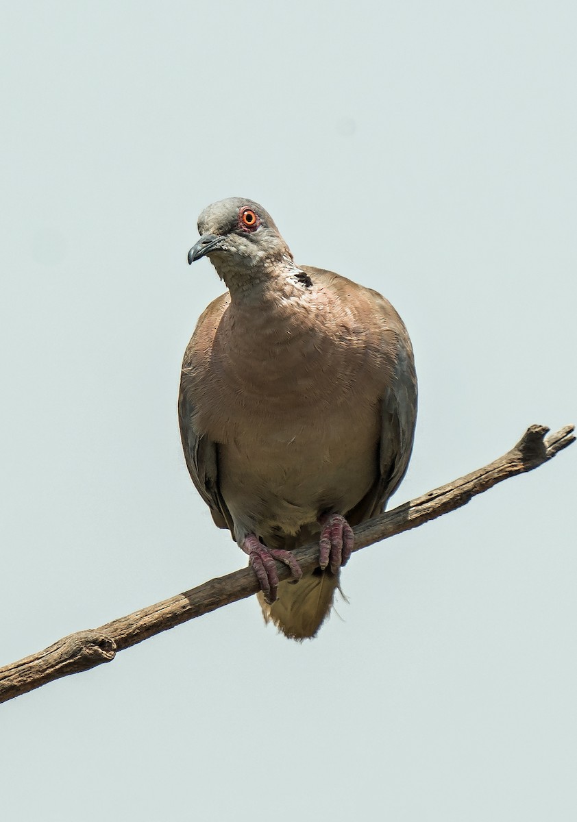 Mourning Collared-Dove - ML620599964