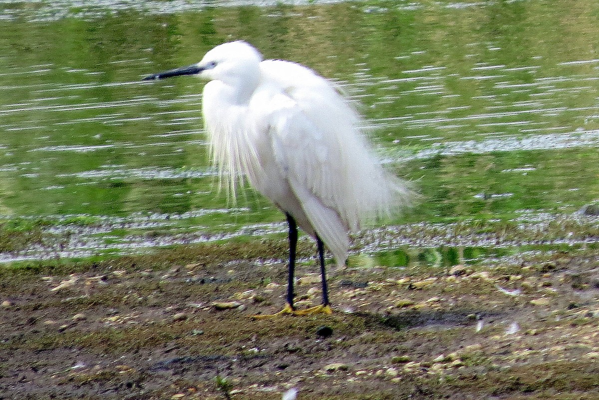 Little Egret - ML620599969