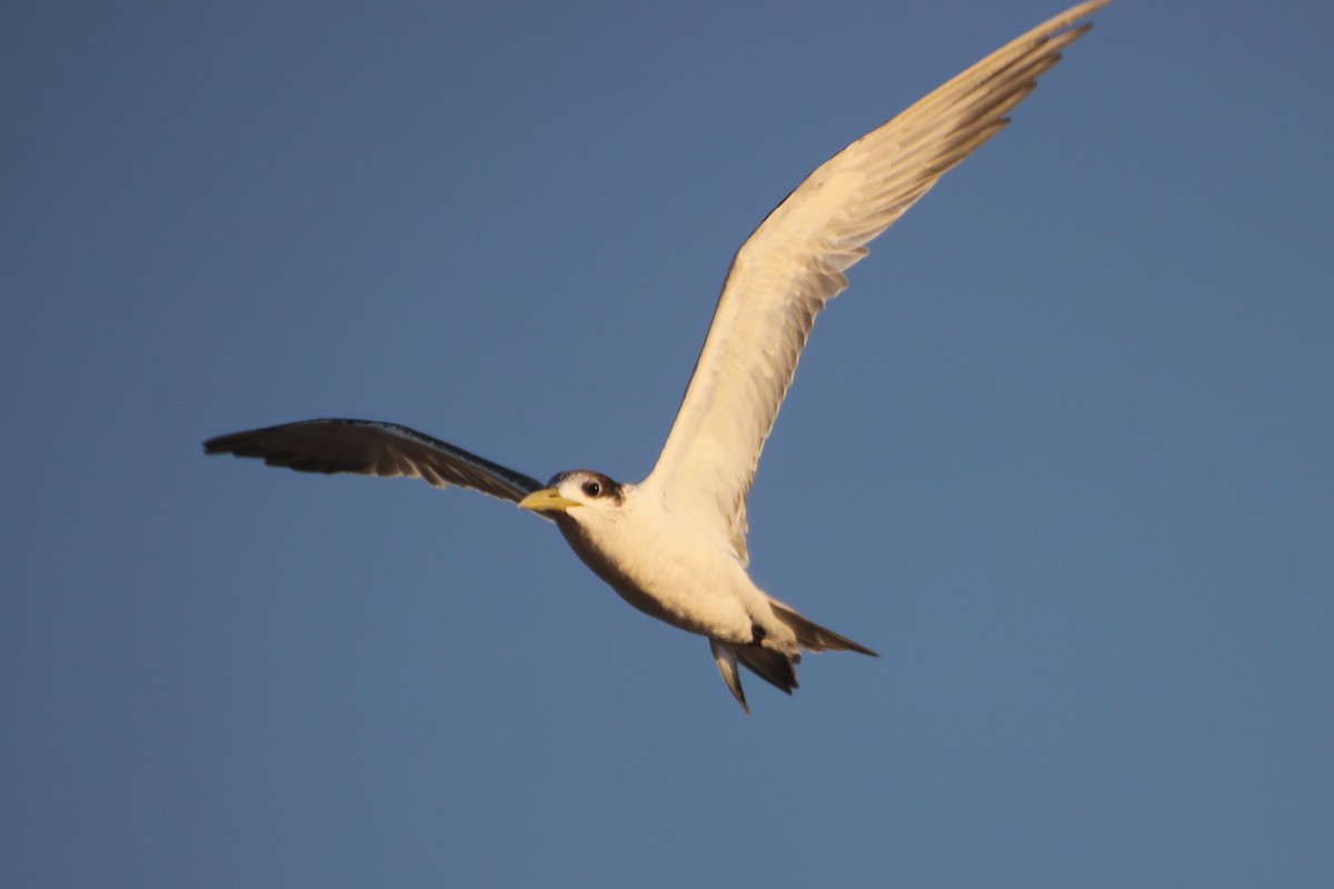 Great Crested Tern - ML620599977