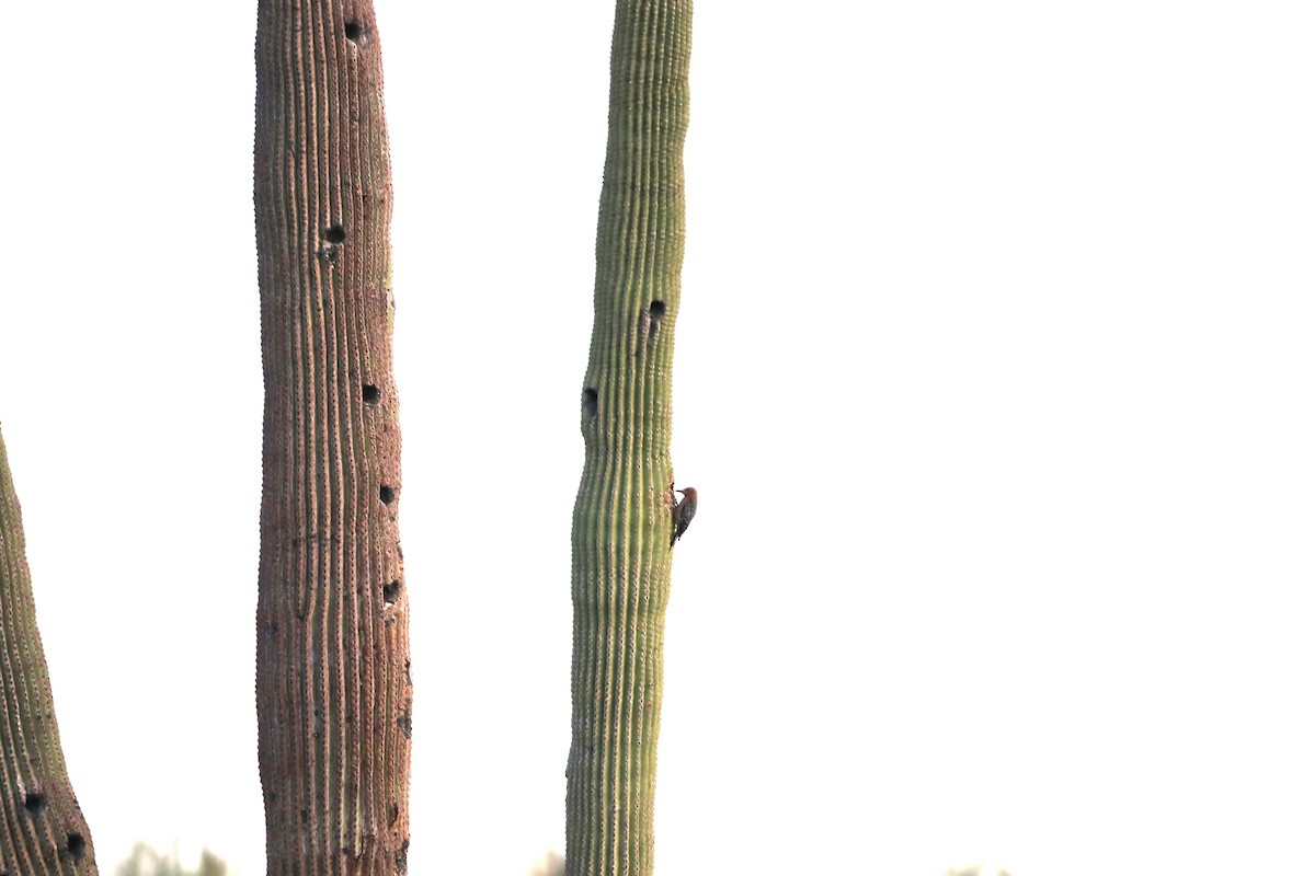 kaktusspett - ML620599980
