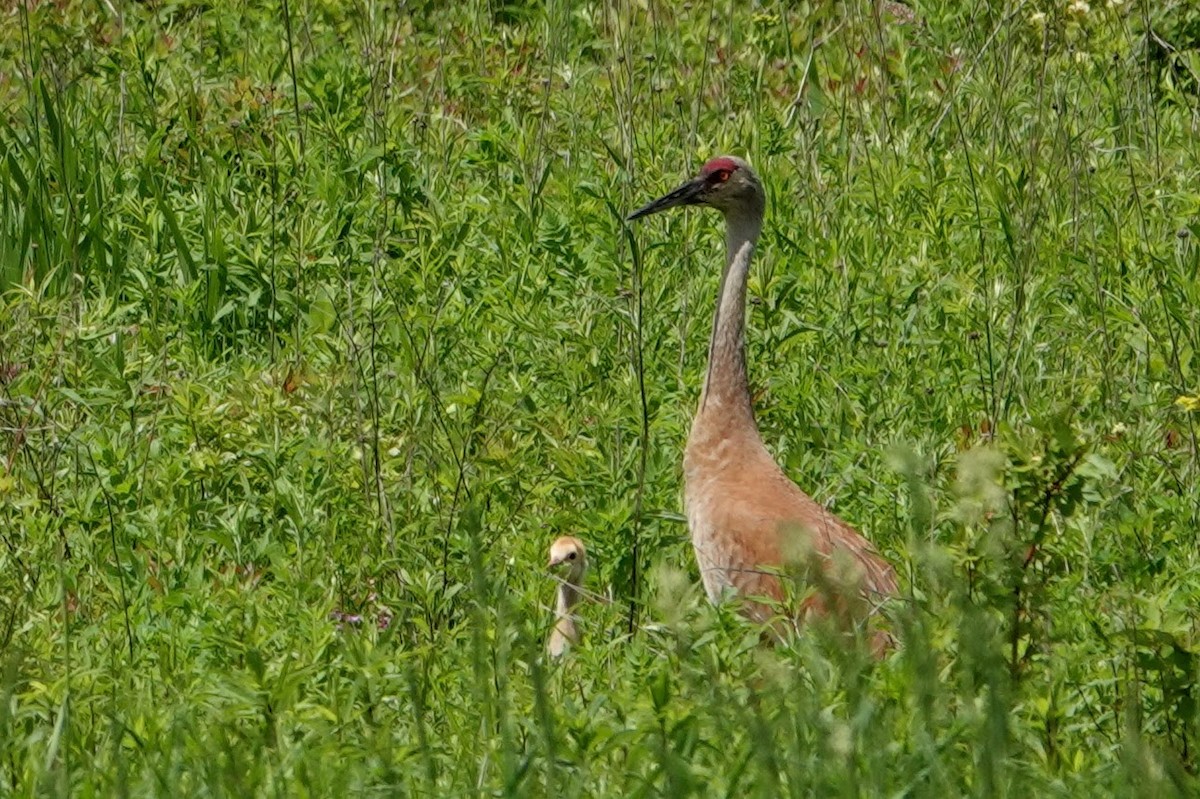 Sandhill Crane - ML620599981