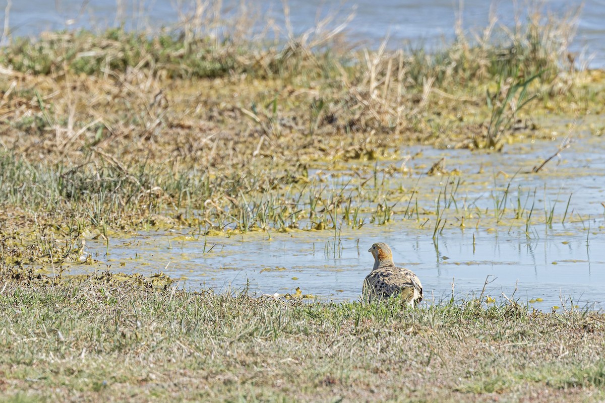 Pallas's Sandgrouse - ML620599992