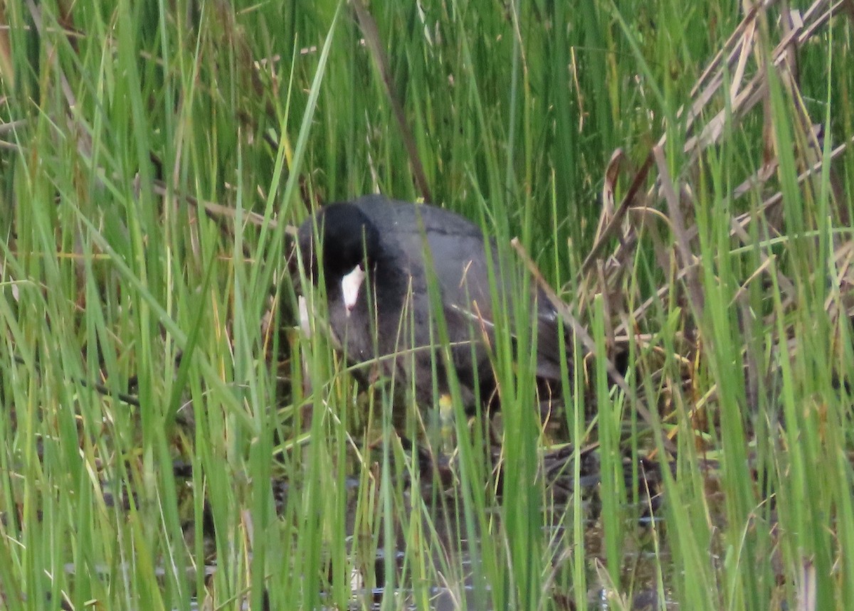 American Coot - ML620599994