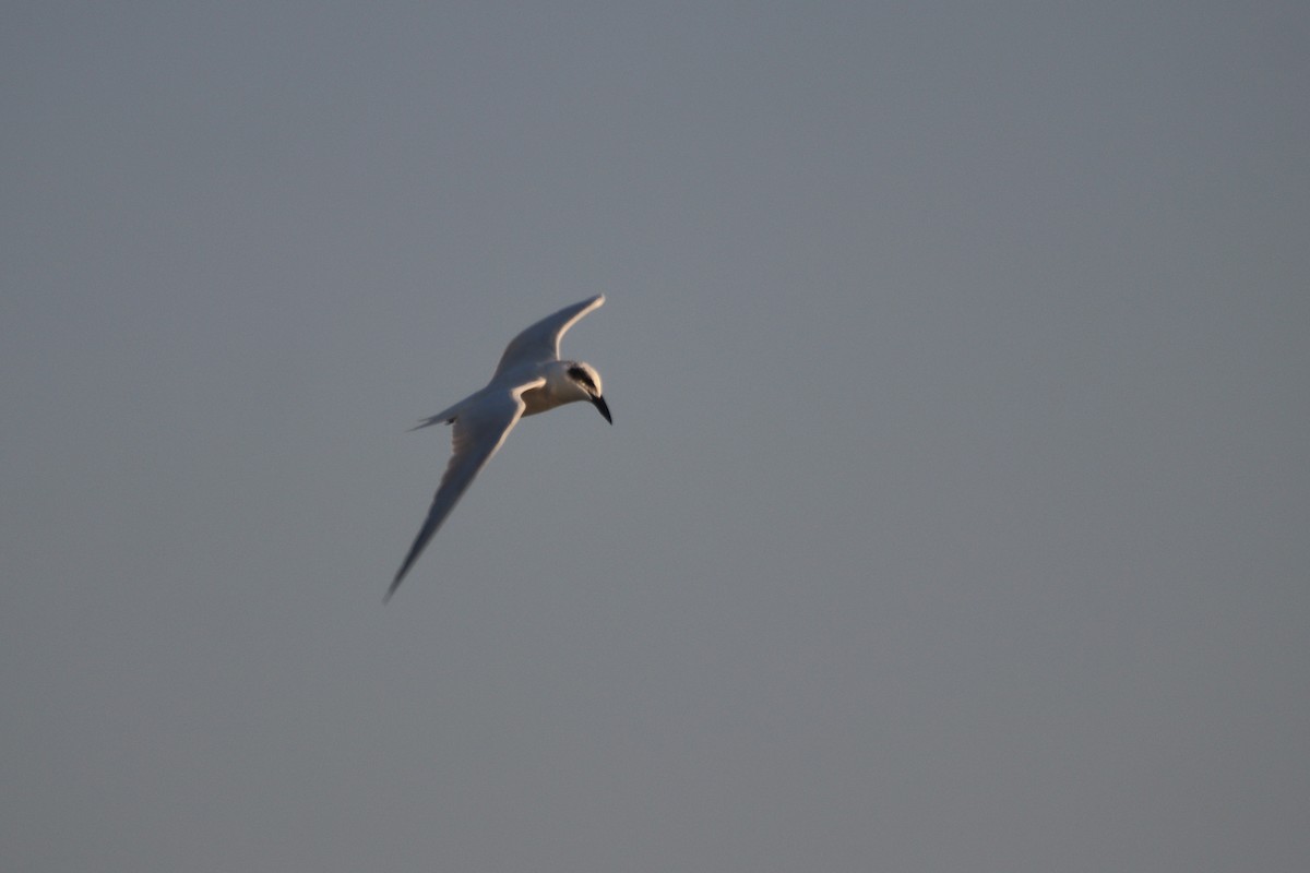 Australian Tern - ML620599996