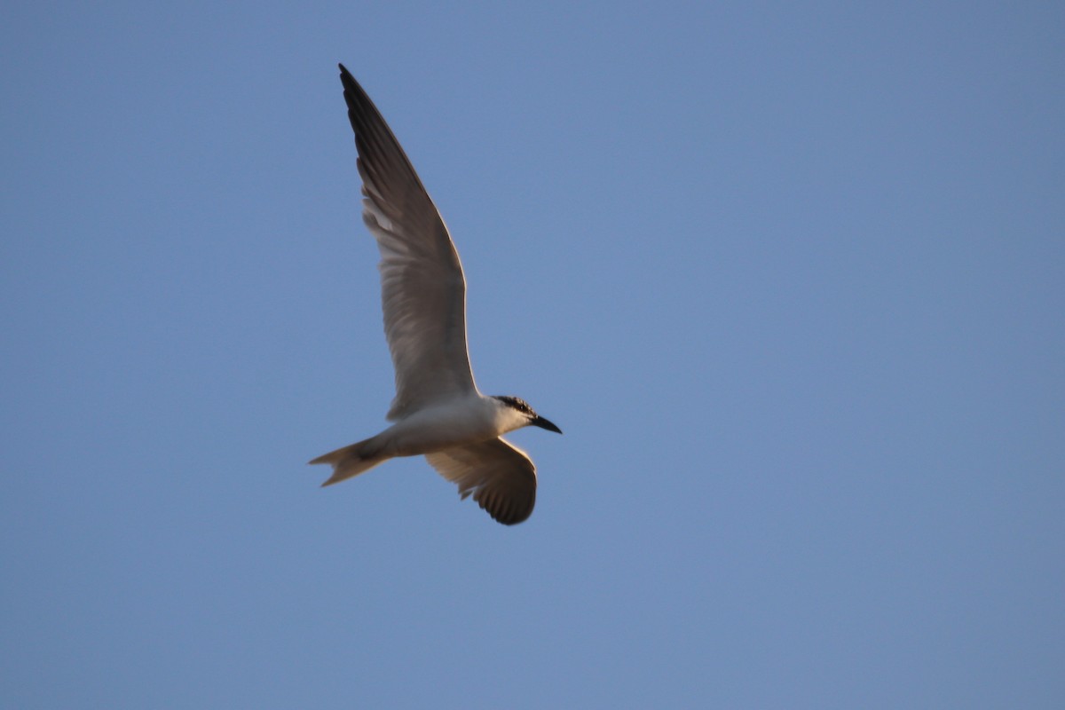 Australian Tern - ML620599997