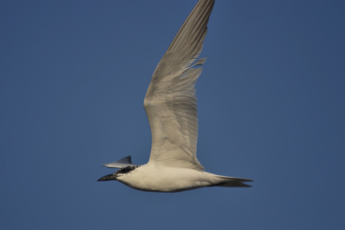 Australian Tern - ML620599998