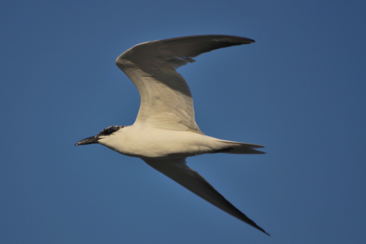 Australian Tern - ML620599999