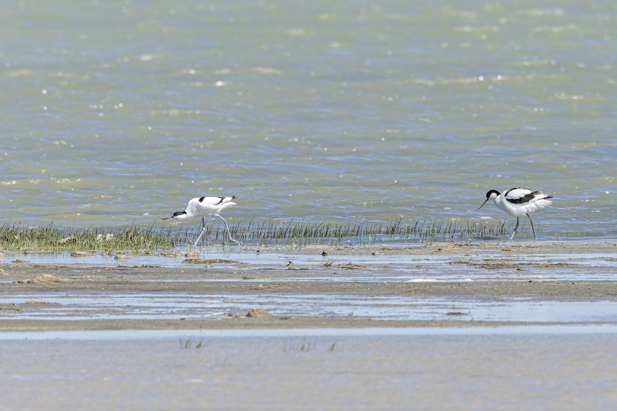 Pied Avocet - ML620600006