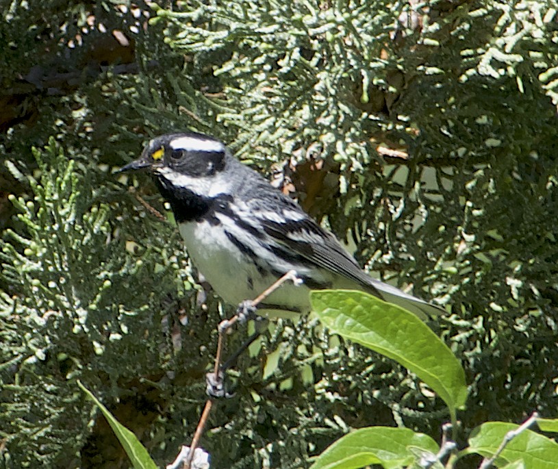 Black-throated Gray Warbler - ML620600007
