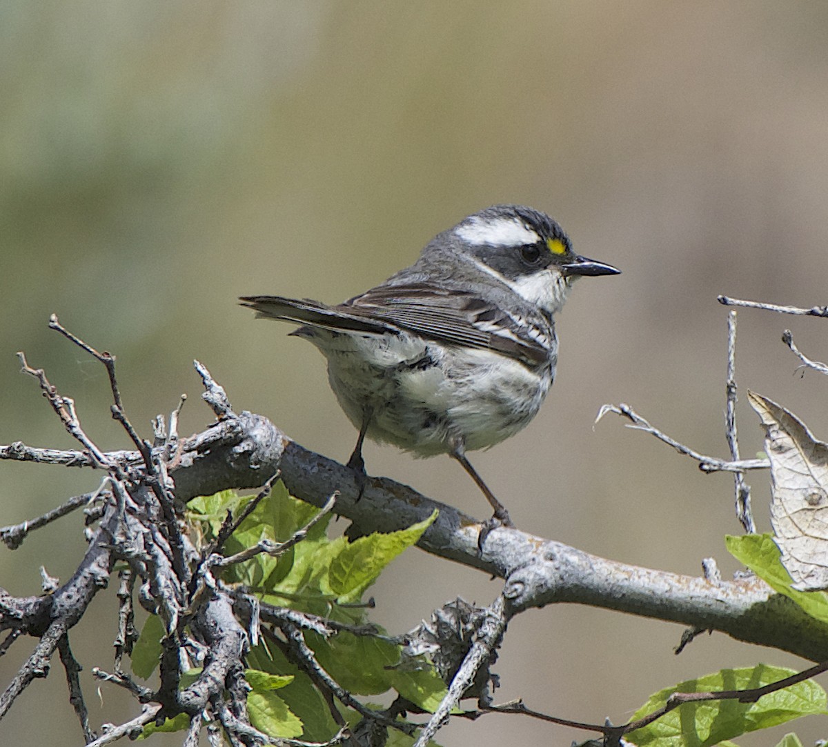 Black-throated Gray Warbler - ML620600008