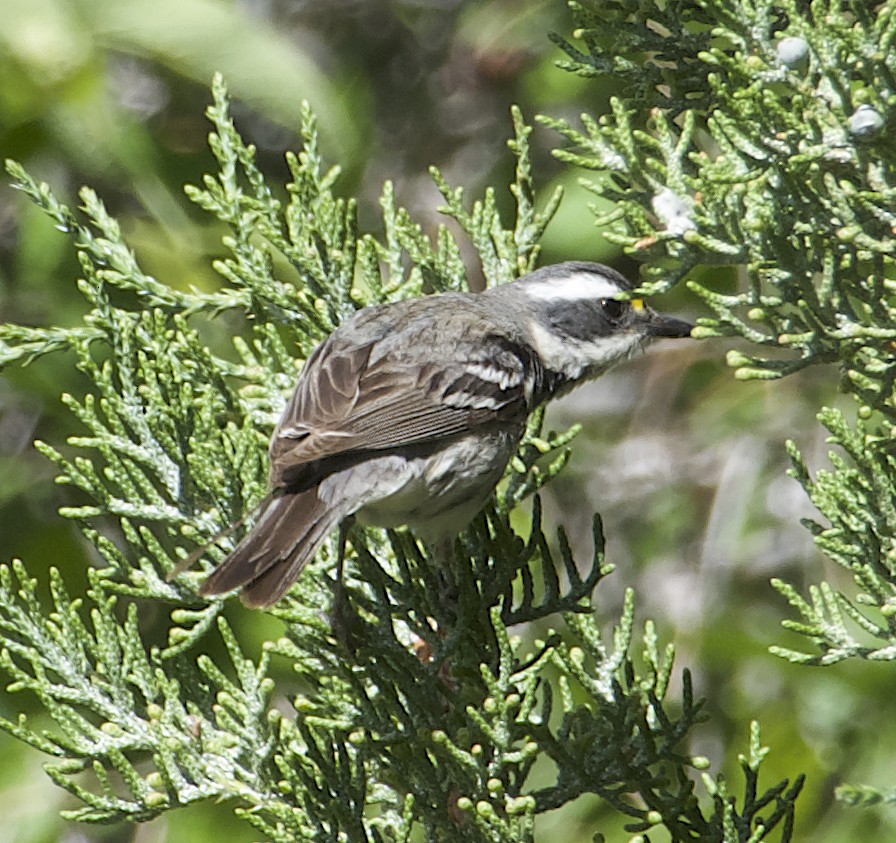 Black-throated Gray Warbler - Dave Trochlell
