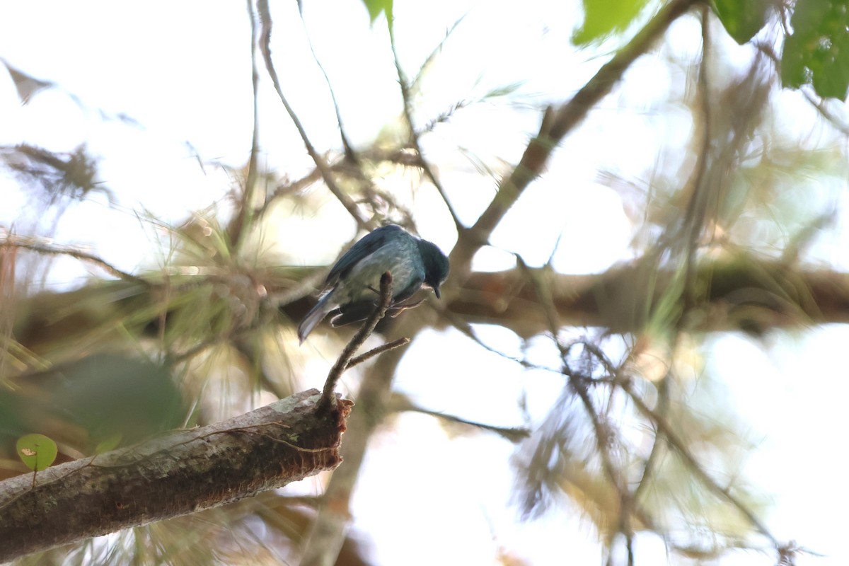 Turquoise Flycatcher - ML620600011