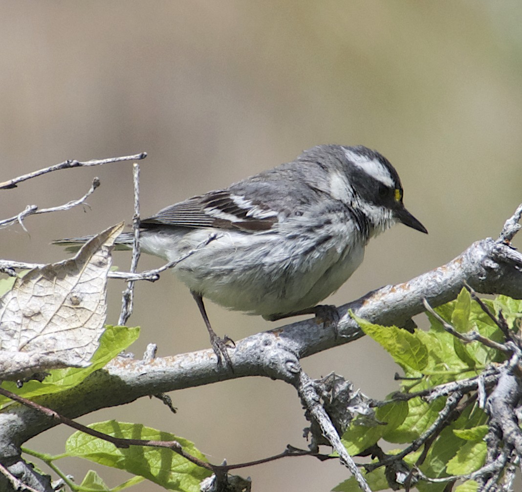 Black-throated Gray Warbler - ML620600012