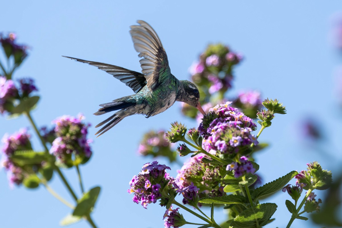 Glittering-bellied Emerald - ML620600013