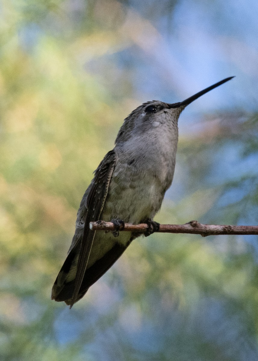 Black-chinned Hummingbird - ML620600023