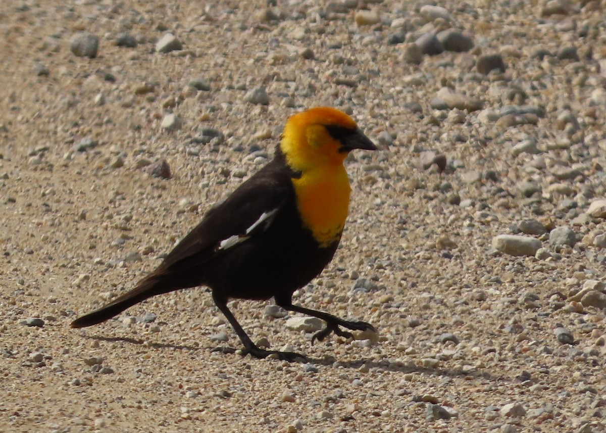 Yellow-headed Blackbird - ML620600025