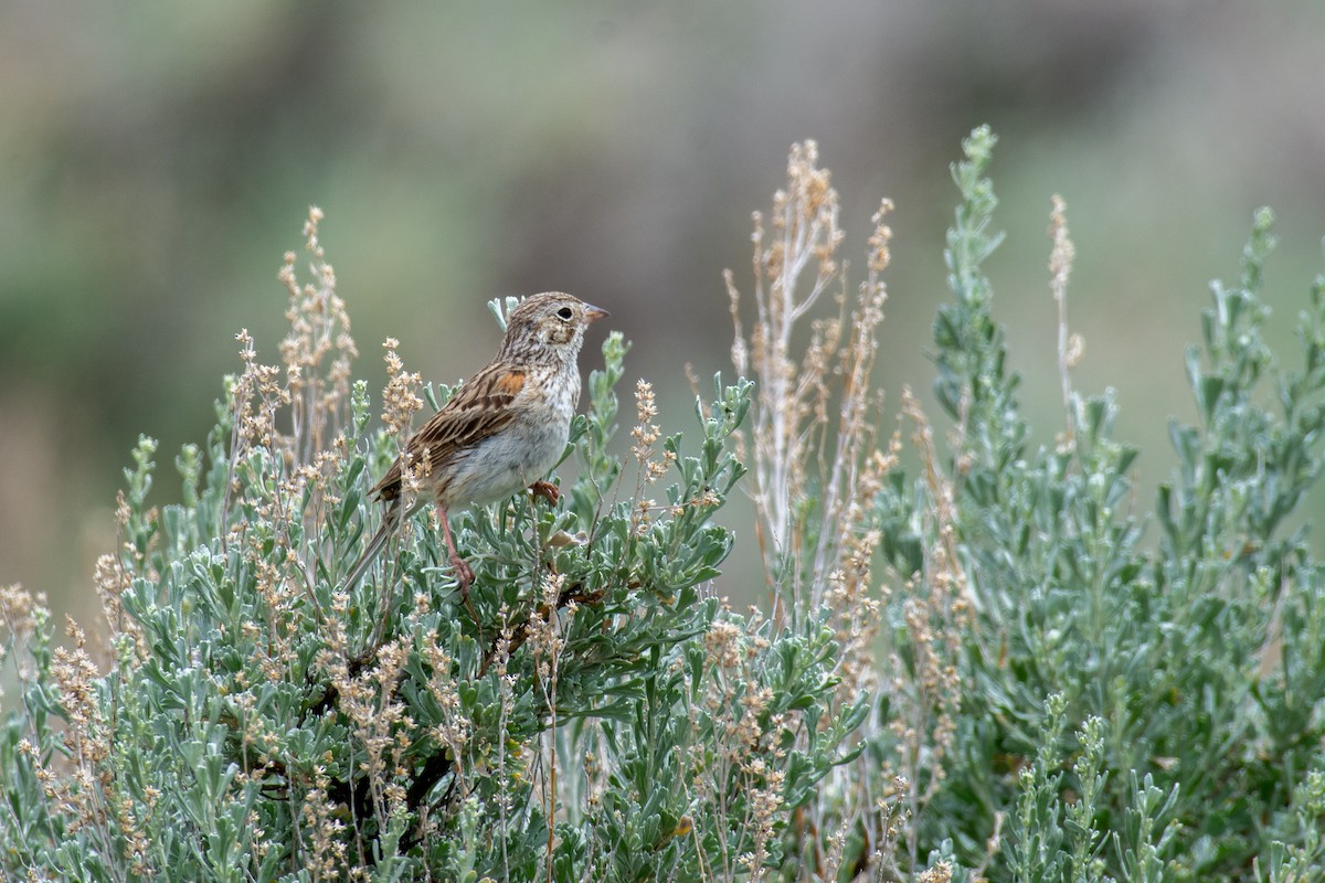 Abendammer - ML620600026