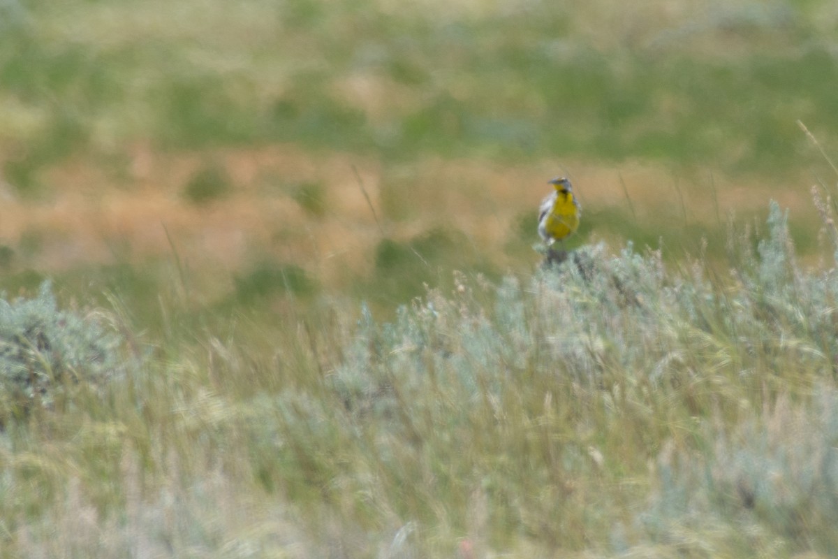 Wiesenstärling - ML620600030