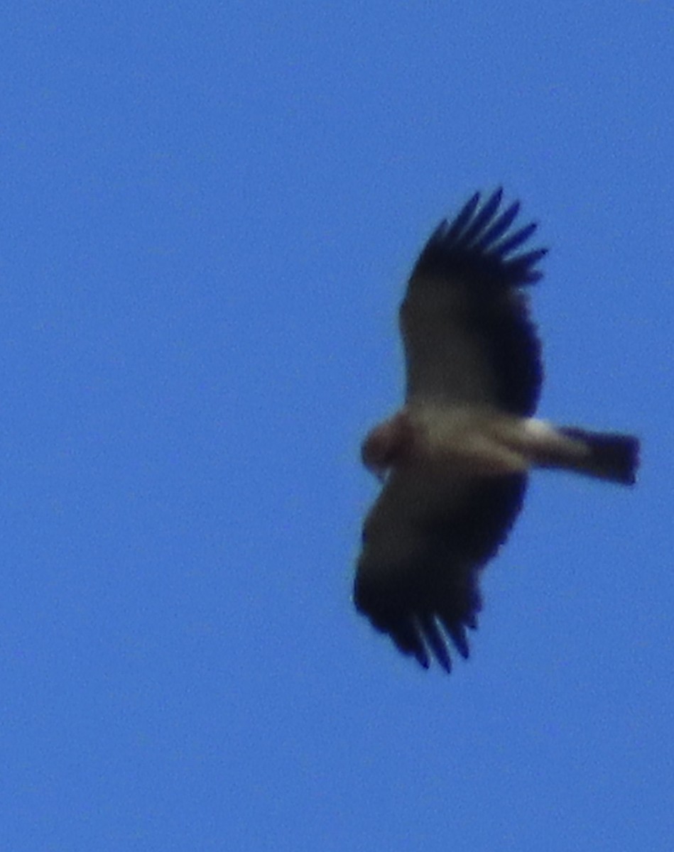 Booted Eagle - ML620600033