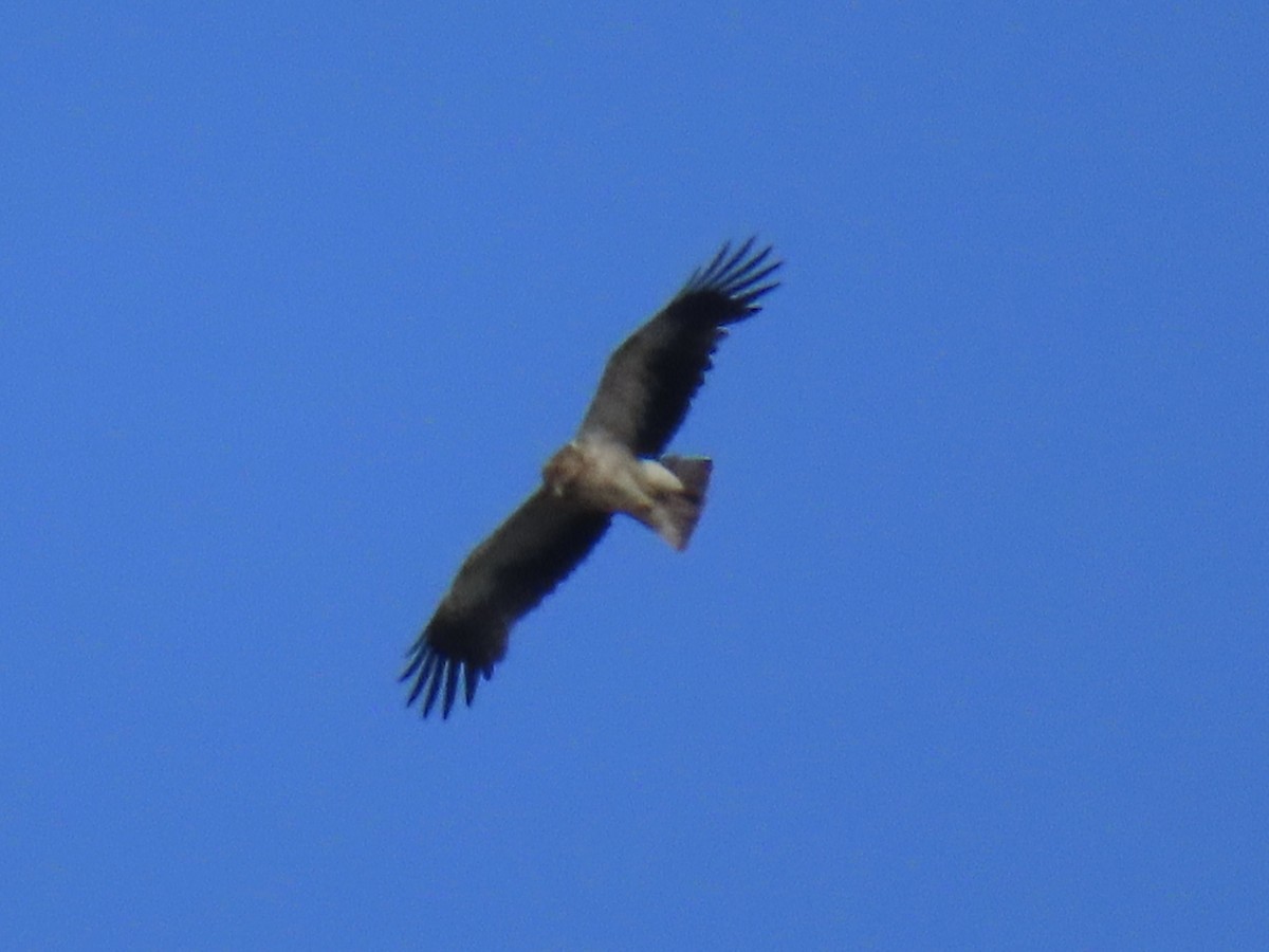 Booted Eagle - ML620600035