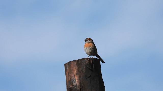 Rufous-breasted Accentor - ML620600037