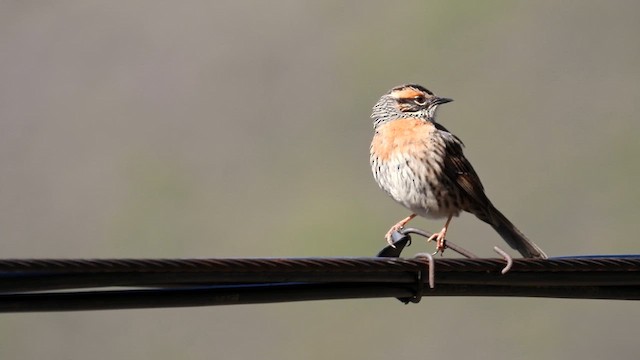 Rufous-breasted Accentor - ML620600038