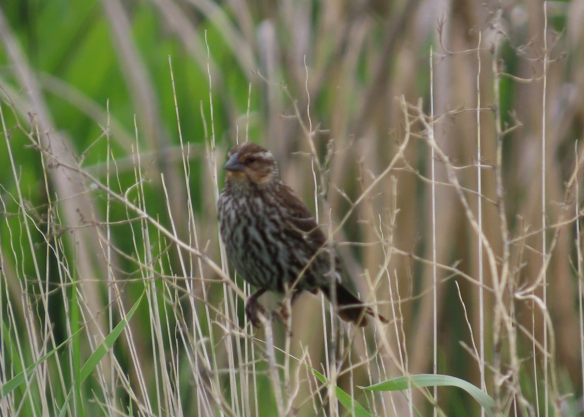 Red-winged Blackbird - ML620600041